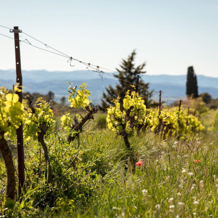 Caveaux et points de vente à St Bauzille de la Sylve ( Hérault ) : MAS DE JANINY